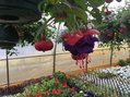 Fuchsia Hanging Basket 12 inch